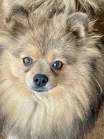 Melody, a female Pomeranian for sale in Moore, OK – Photo 2 of 3
