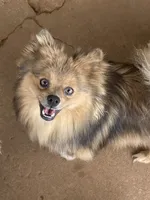 Melody, a female Pomeranian for sale in Moore, OK – Photo 1 of 3