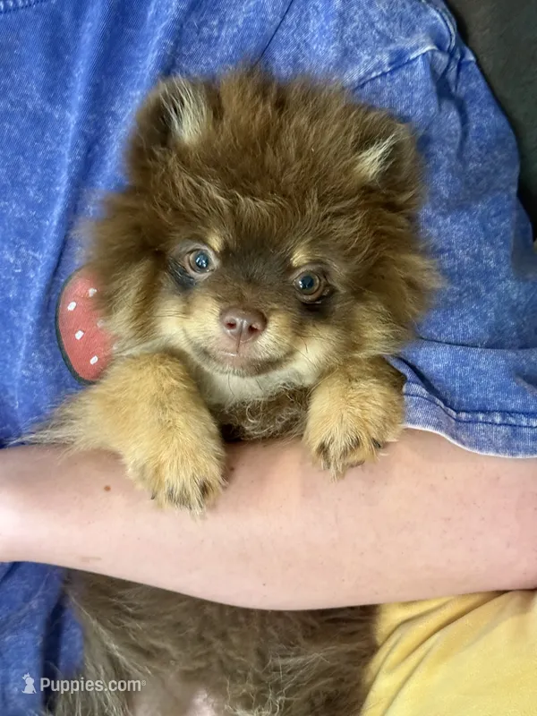 Mica – Pomeranian puppy for sale in Moore, OK