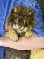 Mica, a male Pomeranian for sale in Moore, OK – 1 of 10