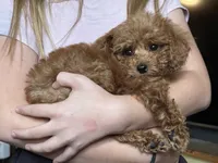 Rosey , a female Poodle - Toy  for sale in Moore, OK – 3 of 3