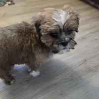 Mocha (boy #2), a male Cavapoo and Shih Tzu for sale in Riverdale, CA – Photo 5 of 5