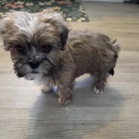 Mocha (boy #2), a male Cavapoo and Shih Tzu for sale in Riverdale, CA – Photo 1 of 5