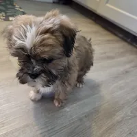 Mocha (boy #2), a male Cavapoo and Shih Tzu for sale in Riverdale, CA – Photo 4 of 5