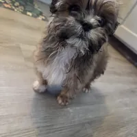 Mocha (boy #2), a male Cavapoo and Shih Tzu for sale in Riverdale, CA – Photo 3 of 5