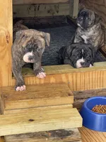 GeeGee, a female American Bulldog for sale in Clinton, NC – Photo 1 of 9