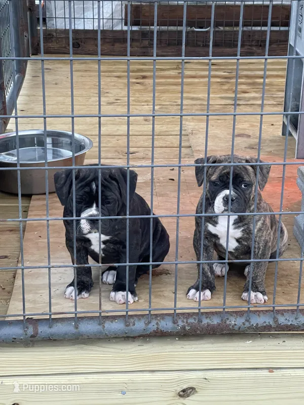 GeeGee – American Bulldog puppy for sale in Clinton, NC