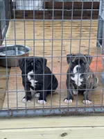 GeeGee, a female American Bulldog for sale in Clinton, NC – Photo 4 of 9