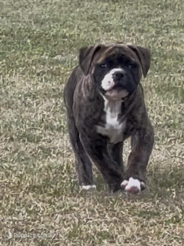 GeeGee – American Bulldog puppy for sale in Clinton, NC