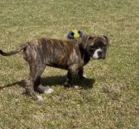 GeeGee, a female American Bulldog for sale in Clinton, NC – Photo 9 of 9