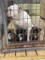 GeeGee, a female American Bulldog for sale in Clinton, NC – Photo 3 of 9