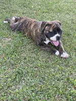 GeeGee, a female American Bulldog for sale in Clinton, NC – Photo 5 of 9