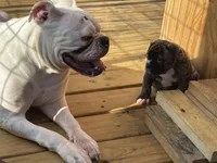 GeeGee, a female American Bulldog for sale in Clinton, NC – Photo 2 of 9
