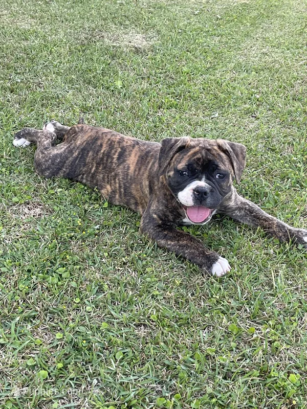 GeeGee – American Bulldog puppy for sale in Clinton, NC