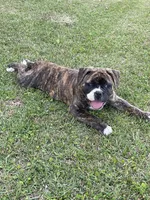 GeeGee, a female American Bulldog for sale in Clinton, NC – Photo 6 of 9