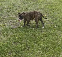 GeeGee, a female American Bulldog for sale in Clinton, NC – 8 of 8