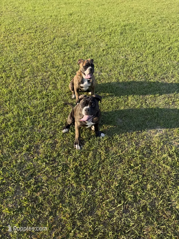 GeeGee – American Bulldog puppy for sale in Clinton, NC