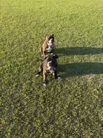 GeeGee, a female American Bulldog for sale in Clinton, NC – 1 of 8
