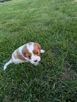 Honey , a female Cavapoo for sale in St. Francis, MN – 4 of 4