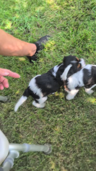 Zuri, a male Cavapoo for sale in St. Francis, MN – 6 of 6