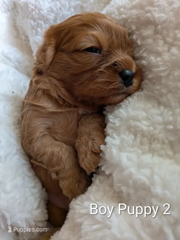 Zuri – Cavapoo puppy for sale in St. Francis, MN