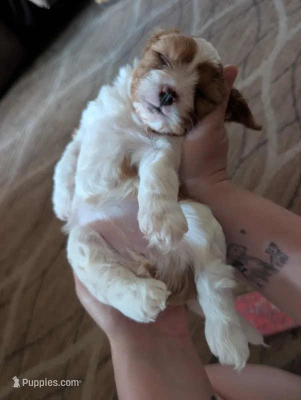 Honey  – Cavapoo puppy for sale in St. Francis, MN