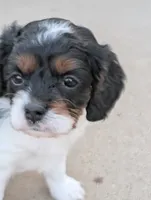 Oreo, a female Cavapoo for sale in St. Francis, MN – 2 of 5