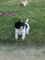 Oreo, a female Cavapoo for sale in St. Francis, MN – 5 of 5