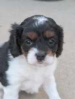 Oreo, a female Cavapoo for sale in St. Francis, MN – 4 of 5