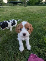 Levi , a male Cavapoo for sale in St. Francis, MN – 5 of 5
