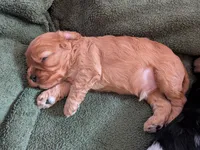 Zuri, a male Cavapoo for sale in St. Francis, MN – 3 of 6