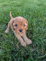 Zuri, a male Cavapoo for sale in St. Francis, MN – 4 of 6