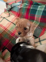 Zuri, a male Cavapoo for sale in St. Francis, MN – 5 of 6