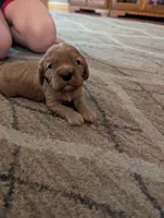 Zuri, a male Cavapoo for sale in St. Francis, MN – 2 of 6