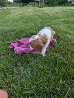 Levi , a male Cavapoo for sale in St. Francis, MN – 1 of 5