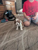 Levi , a male Cavapoo for sale in St. Francis, MN – 2 of 5
