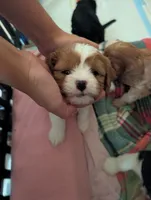 Honey , a female Cavapoo for sale in St. Francis, MN – 3 of 4