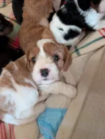 Honey , a female Cavapoo for sale in St. Francis, MN – 2 of 4