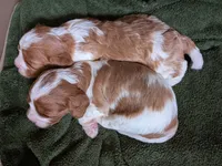 Levi , a male Cavapoo for sale in St. Francis, MN – 3 of 5