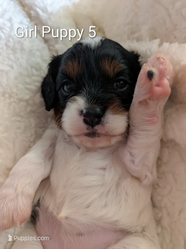 Oreo – Cavapoo puppy for sale in St. Francis, MN