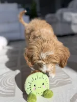 processed/67c12076-03a2-4ff5-971a-61389ec4468f/listing/5bd50e51-0ce8-4667-b6b7-54a32d98b14b/30f38341-7100-49bc-b7d6-4c28308de054