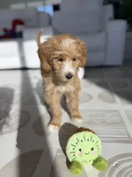 processed/67c12076-03a2-4ff5-971a-61389ec4468f/listing/5bd50e51-0ce8-4667-b6b7-54a32d98b14b/3491a572-2648-4c56-beb8-7547073a1638