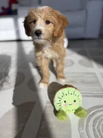 processed/67c12076-03a2-4ff5-971a-61389ec4468f/listing/5bd50e51-0ce8-4667-b6b7-54a32d98b14b/4cb7c847-3d4c-4a38-80bf-98d0a8e52145