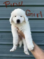 Great Pyrenees , a female Great Pyrenees for sale in Bruceville-Eddy, TX – 1 of 2