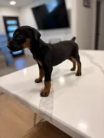 Kia , a female Doberman Pinscher for sale in Arlington, TX – 5 of 6