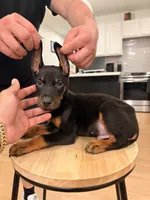 Kyro , a male Doberman Pinscher for sale in Arlington, TX – 1 of 6