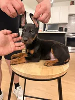 Kia , a female Doberman Pinscher for sale in Arlington, TX – 1 of 6