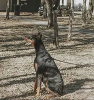 Kyro , a male Doberman Pinscher for sale in Arlington, TX – 3 of 6