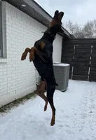 Kyro , a male Doberman Pinscher for sale in Arlington, TX – 2 of 6