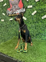 Kia , a female Doberman Pinscher for sale in Arlington, TX – 4 of 6